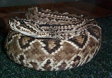 christmas 2003 Crotalus durissus , Venezuelan rattlesnake