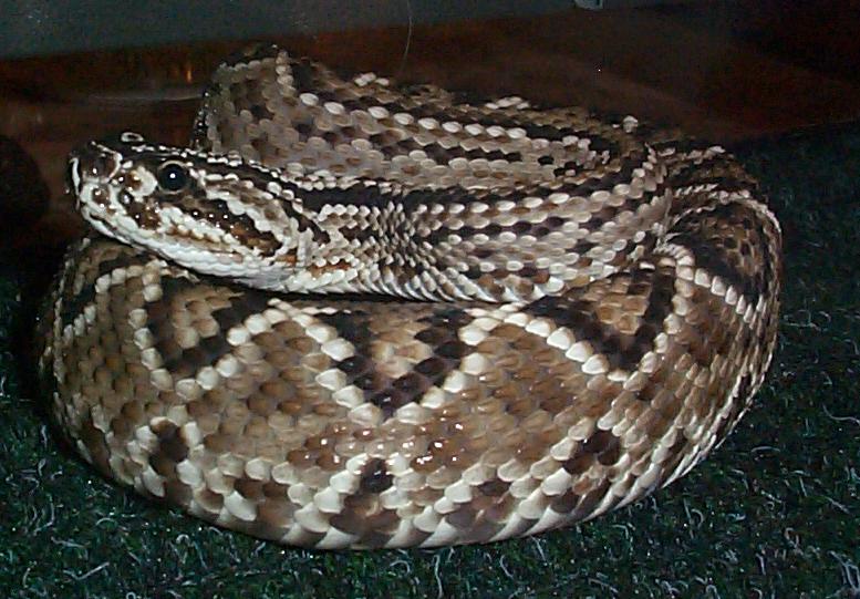 christmas 2003 Crotalus durissus , Venezuelan rattlesnake