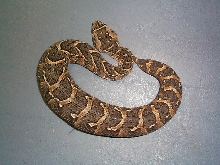 puff the magic adder