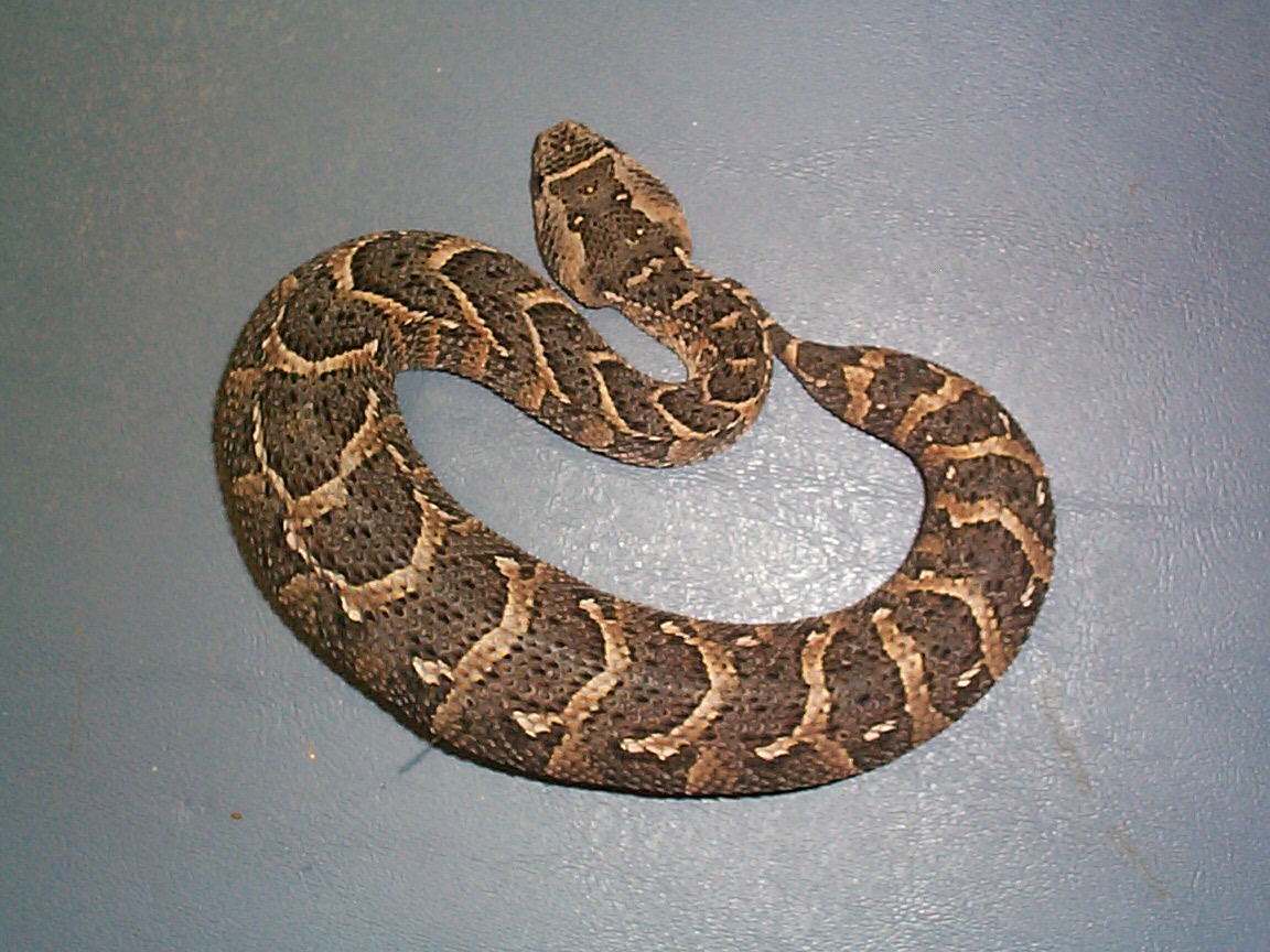 puff the magic adder