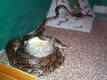 tommys retics