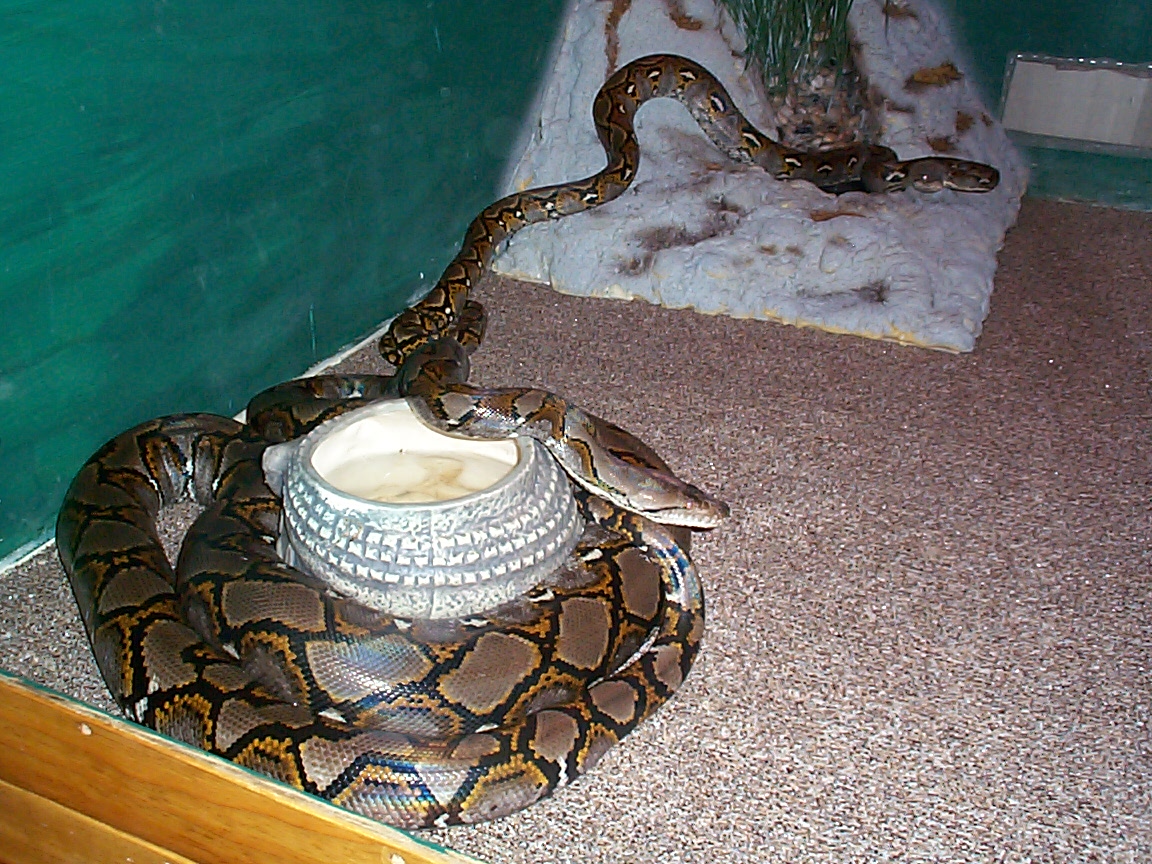tommys retics
