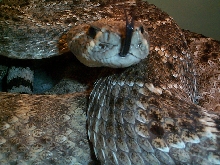 Western Diamondback