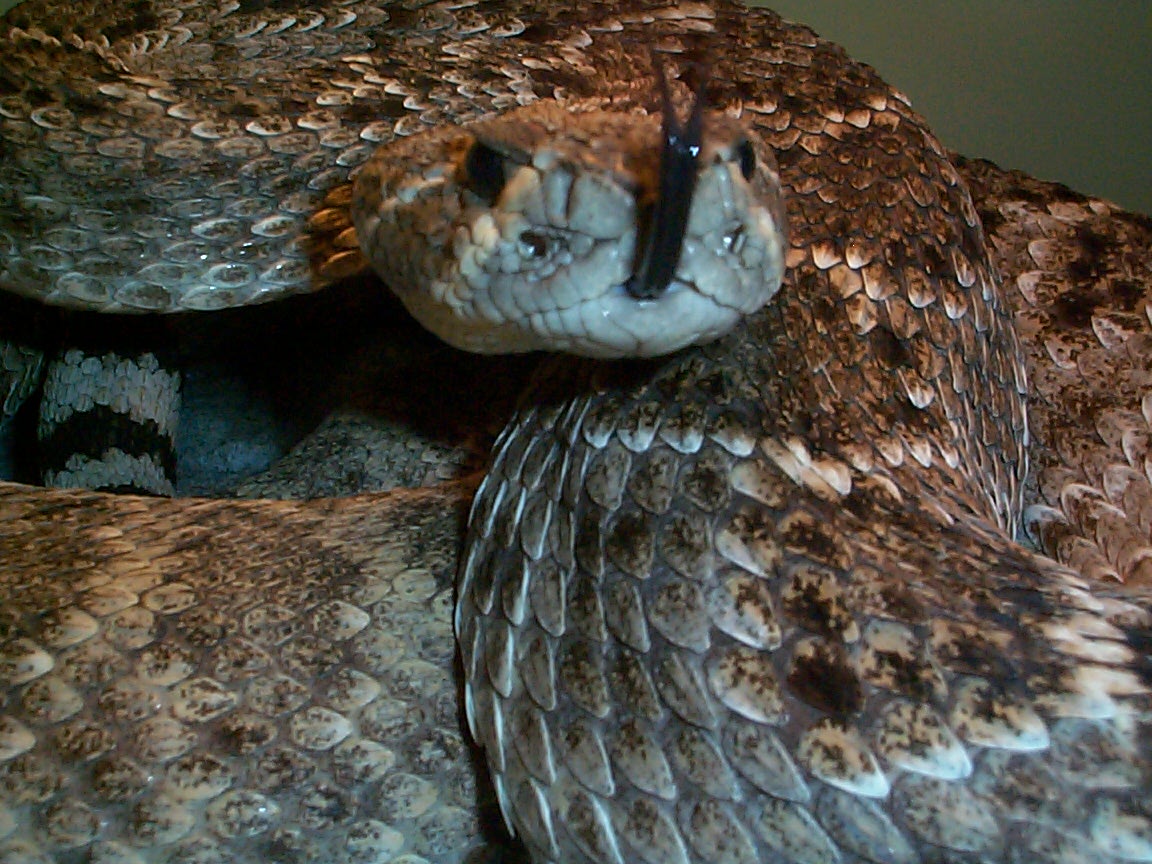 Western Diamondback