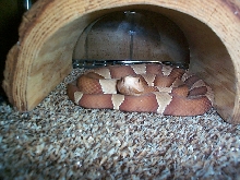 Broadbanded Copperhead