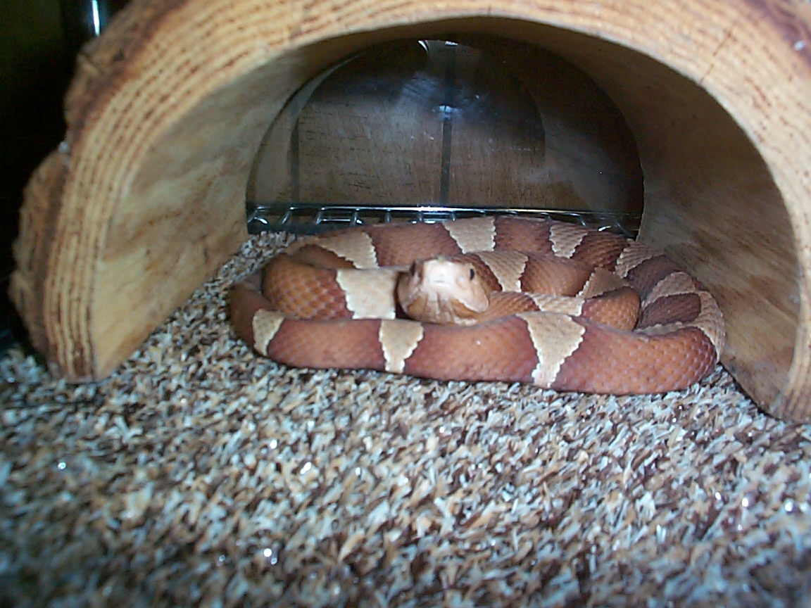 Broadbanded Copperhead