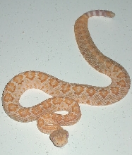 My new little boy