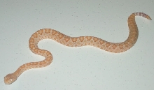 My new Albino Western Diamondback