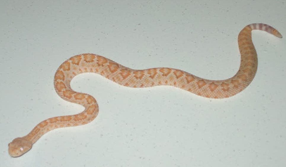 My new Albino Western Diamondback