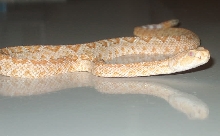 My new Albino Western Diamondback again