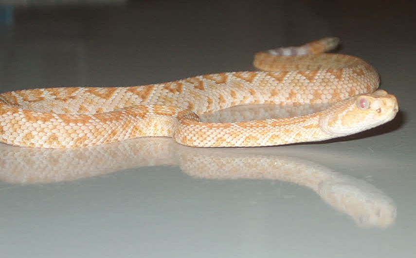 My new Albino Western Diamondback again