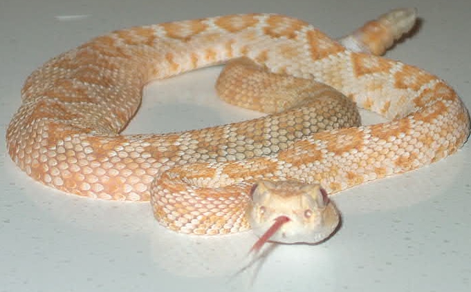 My new Albino Western Diamondback. another one