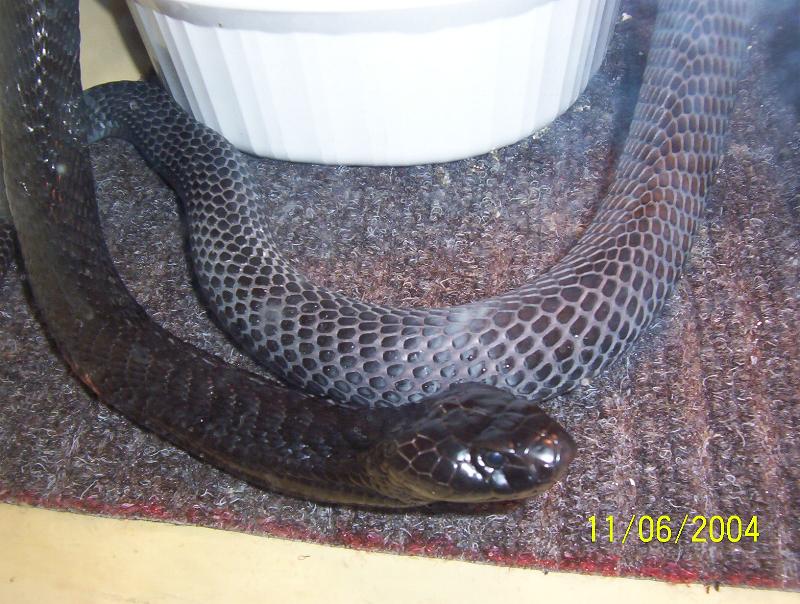 blacknecked spitter