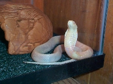 MONOCLED COBRA (Naja kaouthis)