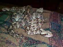 baby gaboon