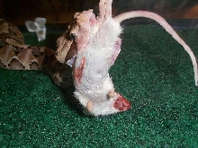 Hungry Gaboon