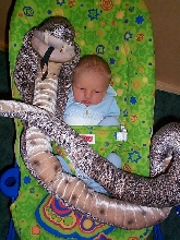 Ophiophagus hannah