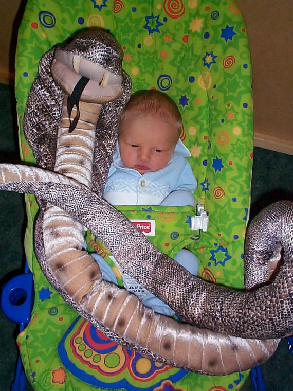 Ophiophagus hannah