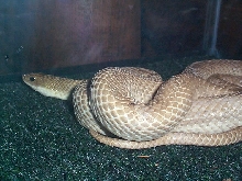 ?? hognose