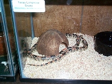 Tommys Longnose snake
