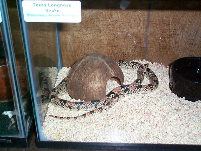 Tommys Longnose snake