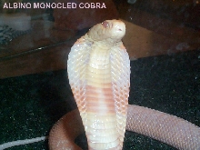 kaouthia