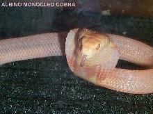kaouthia