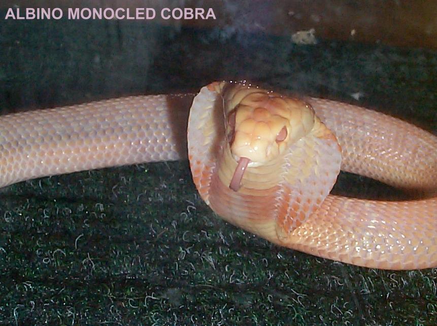 kaouthia