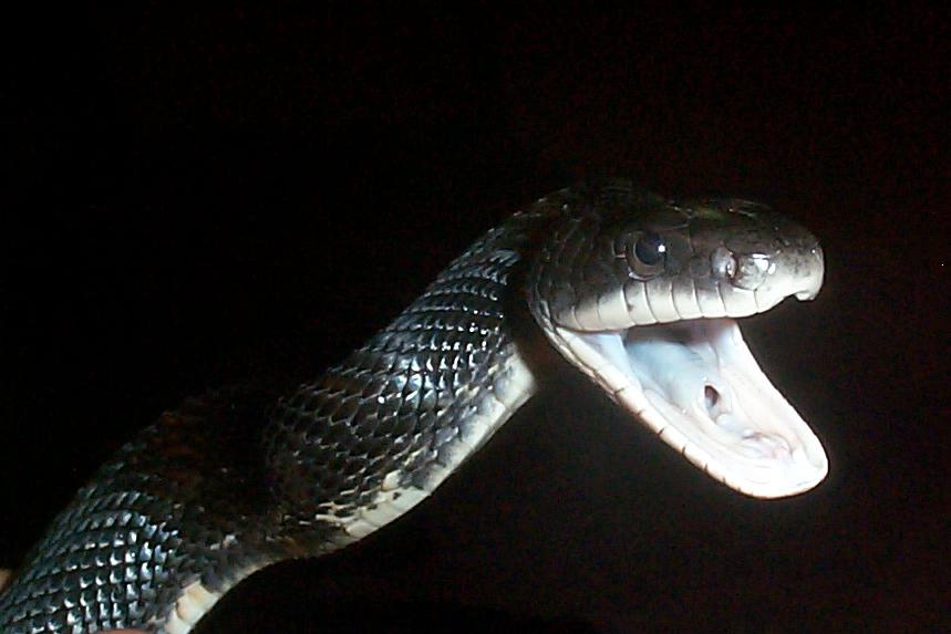 black rat snake