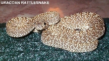 Uracoan Crotalus vegrandis