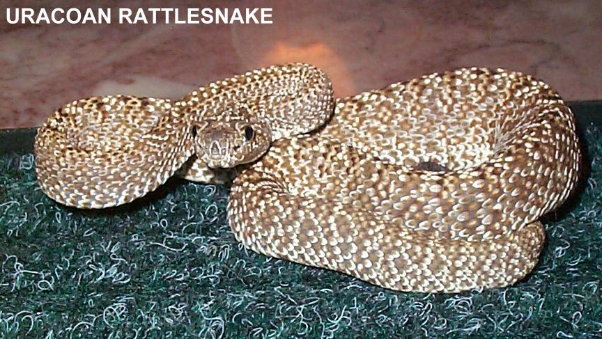 Uracoan Crotalus vegrandis