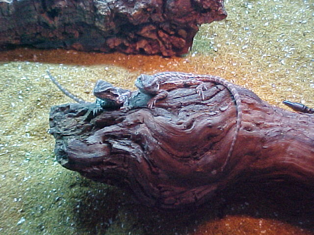 Baldrick and Queenie