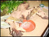Savanna and Sahara