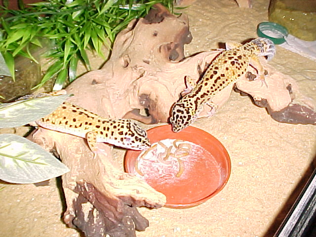 Savanna and Sahara