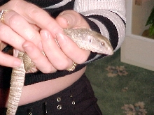 Edmund
