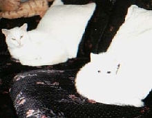 Cloud and Moxie