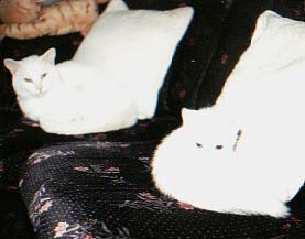 Cloud and Moxie