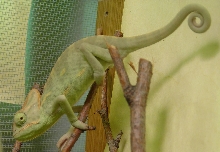 Veiled Chameleon