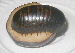Giant Pill Bug