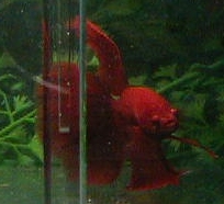 Red Delta Tail