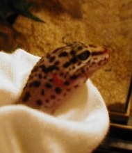 Leopard Gecko