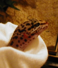 Leopard Gecko