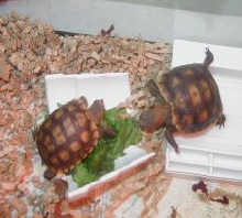 California Desert Tortoises As Little Babies