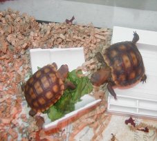 California Desert Tortoises As Little Babies