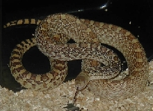Hissss