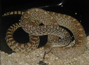 Hissss