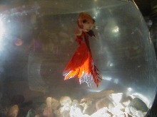 BF Delta Tail Betta