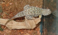 blue belly lizard