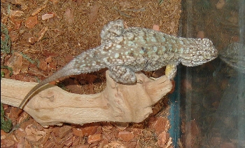 blue belly lizard