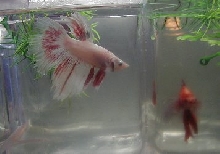 Opaque Male DT Betta W/ Redwash